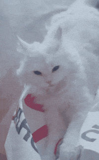 White Cat GIF