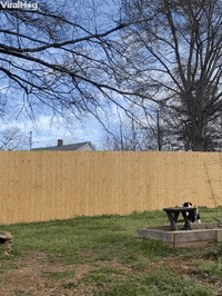 Doggy Tests Out New Fence