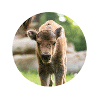 Wisent Sticker by Wisentgehege Springe