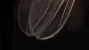 fruit fly bugs GIF by PBS Digital Studios