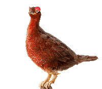 Famous Grouse Ice Cube Sticker by The Famous Grouse