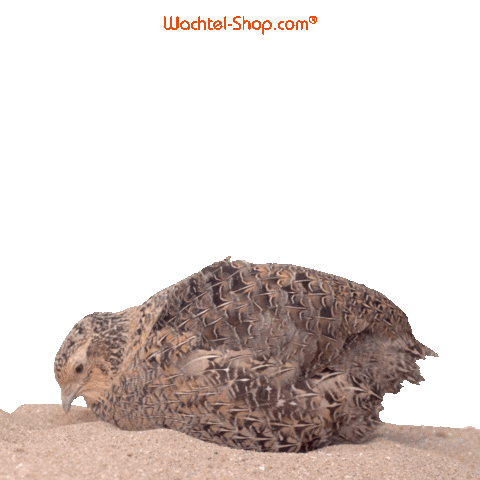 Wachtel-Shop quail quails wachtel wachtel-shop Sticker