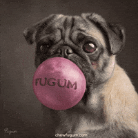Cool Dog Lol GIF by Fugum