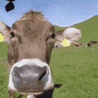 Goal Tuurlijk GIF by VV Schalkwijk