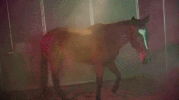 horse hors avey tare farmwave GIF