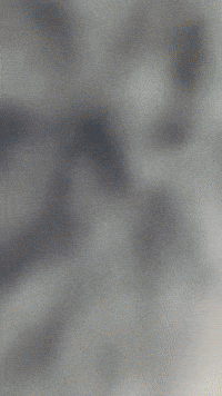 Horse Bg3 GIF by Youtooz