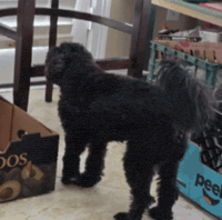 Dog Casper GIF