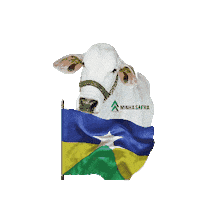 minhasafra agro ro pecuaria gado Sticker