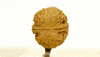 nuts GIF