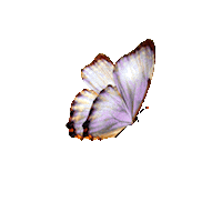 Butterfly Fada Sticker by Aniéli Cristina Linhares