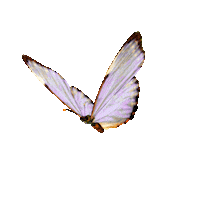 Anielicristina Sticker by Aniéli Cristina Linhares