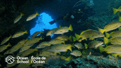 oceanschoolnow ocean tropical explore discover GIF