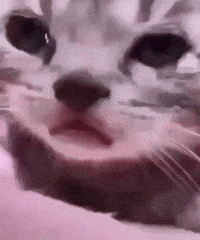Sad Cat GIF