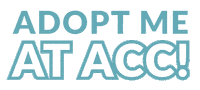 Adoption Adopt Sticker by nycacc