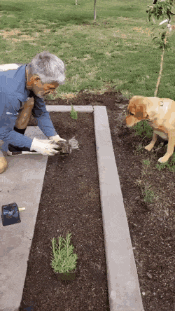 cuteanimalland giphyupload GIF