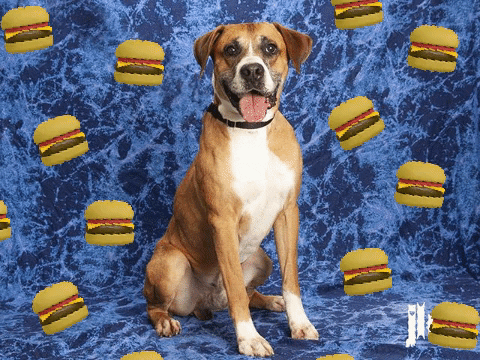 Hungry Dog GIF by Nebraska Humane Society