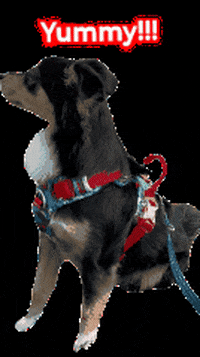 worldtravelerdog dog yummy hungry delicious GIF