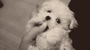 perro GIF