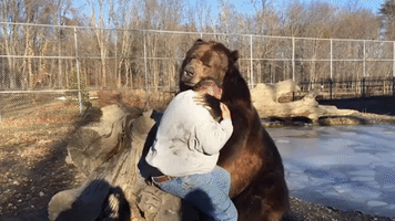 Giant Grizzly Bear Shows Softer Side Playing with Carer