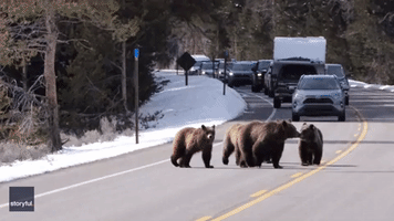 Famed Grizzly Bear and Cubs Emerge from Hibernation in Grand Teton National Park