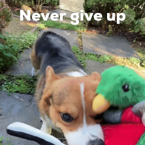 Never Give Up Dog GIF