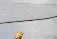 Bug GIF by InsectCop.net