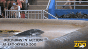 Strike A Pose Lol GIF by Brookfield Zoo