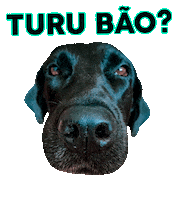 Mika Labrador Sticker by Cãopanheiro Labra
