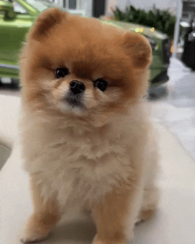 Luxury Car Cute Puppy GIF