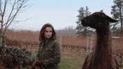 go rachael leigh cook GIF by Hallmark Channel