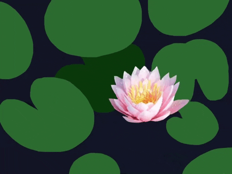 Lotus Flower Walking GIF by Barbara Pozzi