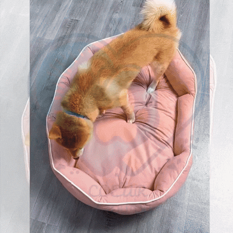 Chien apaisé dans le Nid Éden™