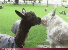 making out GIF
