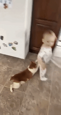 cuteanimalland giphyupload GIF