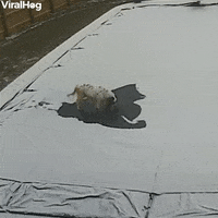Dog Decides To Take A Load Off On Pool Cover During Snow Storm GIF by ViralHog