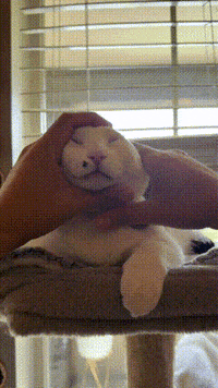 Cat Melon GIF