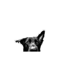 Dog Sticker