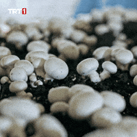 Winner Eat GIF by TRT