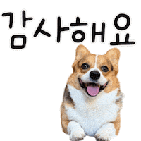 Corgi Milo Sticker
