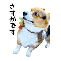 Corgi Milo Sticker