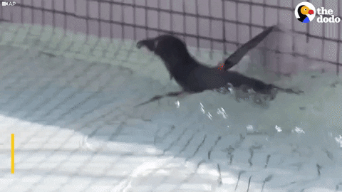 african penguin GIF by The Dodo