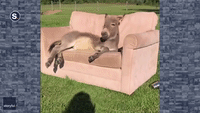 Lazy Ass: Donkey Takes a Break on Comfy Couch