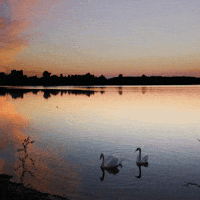 Relaxing Art Gallery GIF