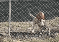 Dog Basketball GIF