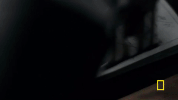 GIF by National Geographic Channel