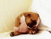 Sleepy Puppy GIF