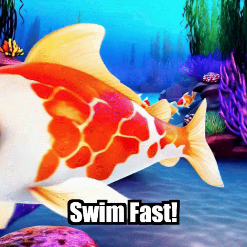 Swim Fast Koi Fish GIF by TheConfishius