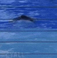 Tongue Out Orca GIF