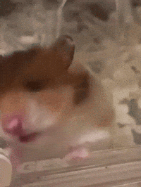Hamster Licking GIF