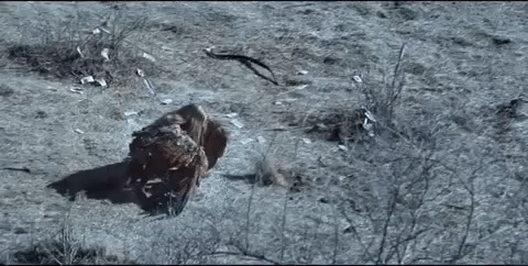 music video bird GIF by Lady Gaga